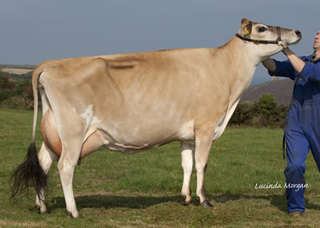 Quintrell Ringmaster Magenta